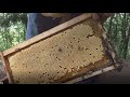 Bienen im Mai - Durchsicht des Bienenvolkes ist nun wöchentlich erforderlich