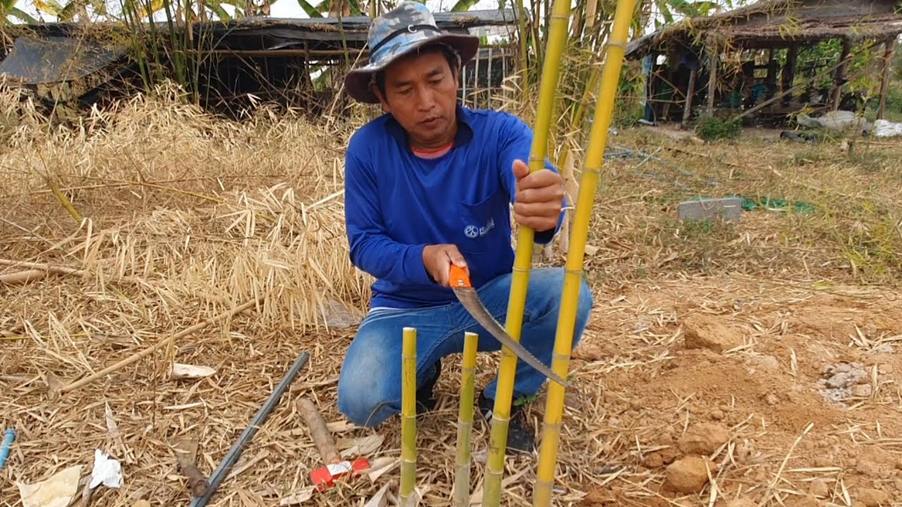 วิธีขุดเหง้าไผ่  การปลูกให้ติดไว