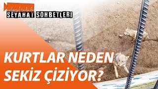Kurtlar Neden Seki̇z Çi̇zi̇yor? Çekmeköy Hayvanat Bahçesindeki Kurtlar