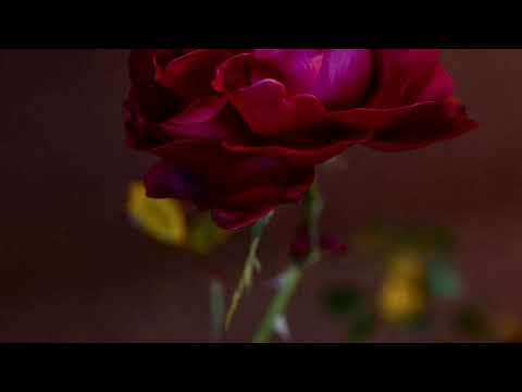 Toshifumi Hinata - Marigold - ‘Angels in Dystopia’