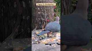 Green Imperial Pegion Chases away a Hungry Woodpecker !| Wildlife Drama at Feeding Bench.#birds