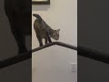 Walking on the Roof 2
