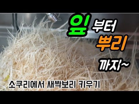 새싹보리 통채로 분말만들기/ 새싹과함께 뿌리를 갈아마셨더니!!