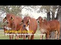 50 Años de Legado: Detering Red Brahman en Texas - TvAgro por Juan Gonzalo Angel
