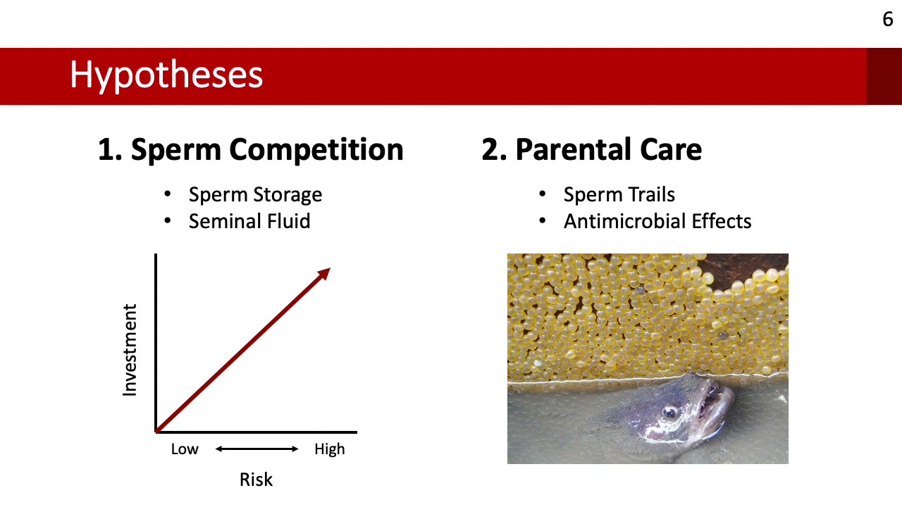 The evolution of reproductive accessory glands across fishes | Lucas Eckert