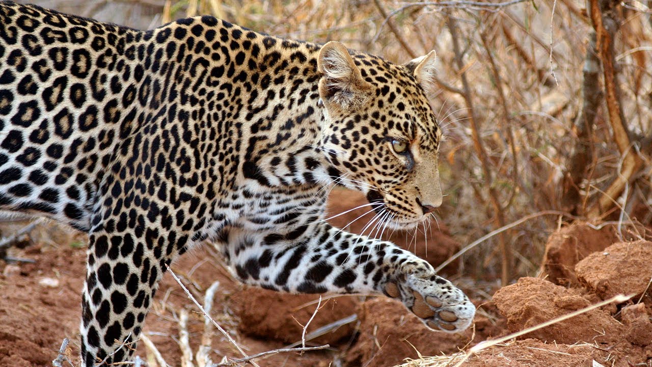 Uhifadhi wa Chui - Leopard Conservation Program - YouTube