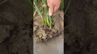 RB 099907 mini rotary tillage and ridging all-in one tree 🌲 short view