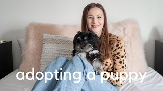 I adopted a puppy! Meet Izzy