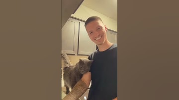 Thumbnail of That cat fell in love with my husband😻🤣#cat#catsoftiktok#funny#fyp#usa🇺🇸 #funnytiktok#cats