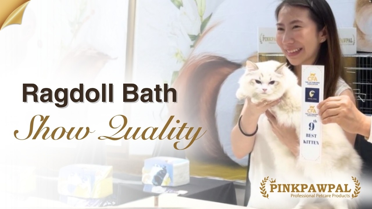 ボディクリーム ragdoll Ragdoll Cat Grooming Guide: How to Get a Shiny Show-Quality Coat