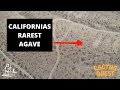 Searching for Californias rarest agaves and the people who grow them