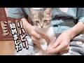下半身マヒの子猫の小夏ちゃんがリハビリを開始したら・・・