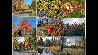 Autumn walk-2