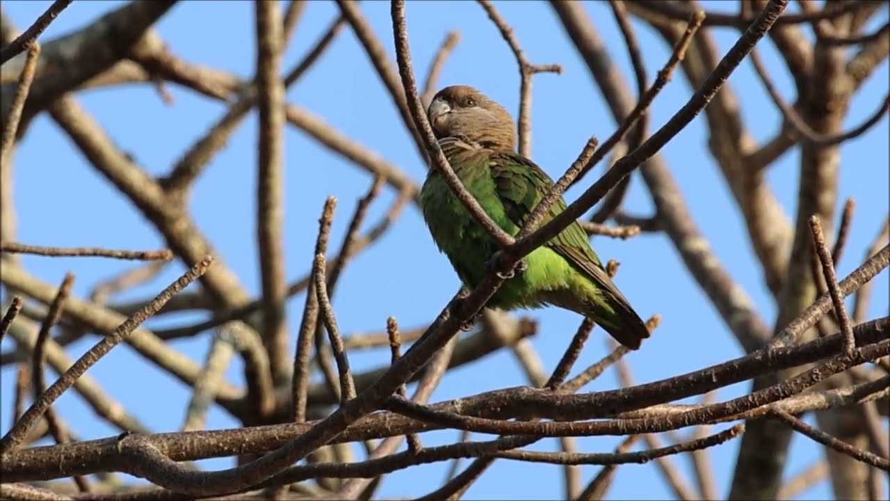 Brown-headed Parrot Call | Bird Calls