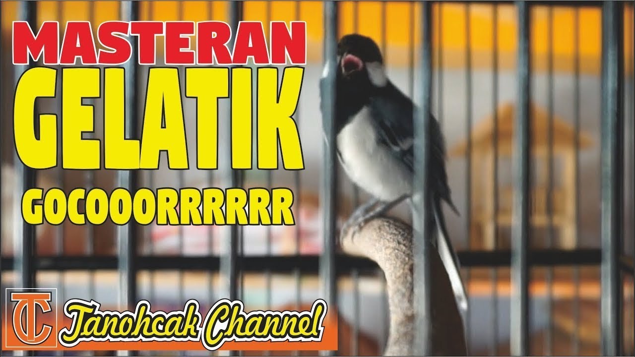 Gelatik batu gacor live 