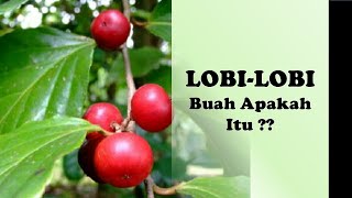 LOBI LOBI.. Buah Apakah Itu ??