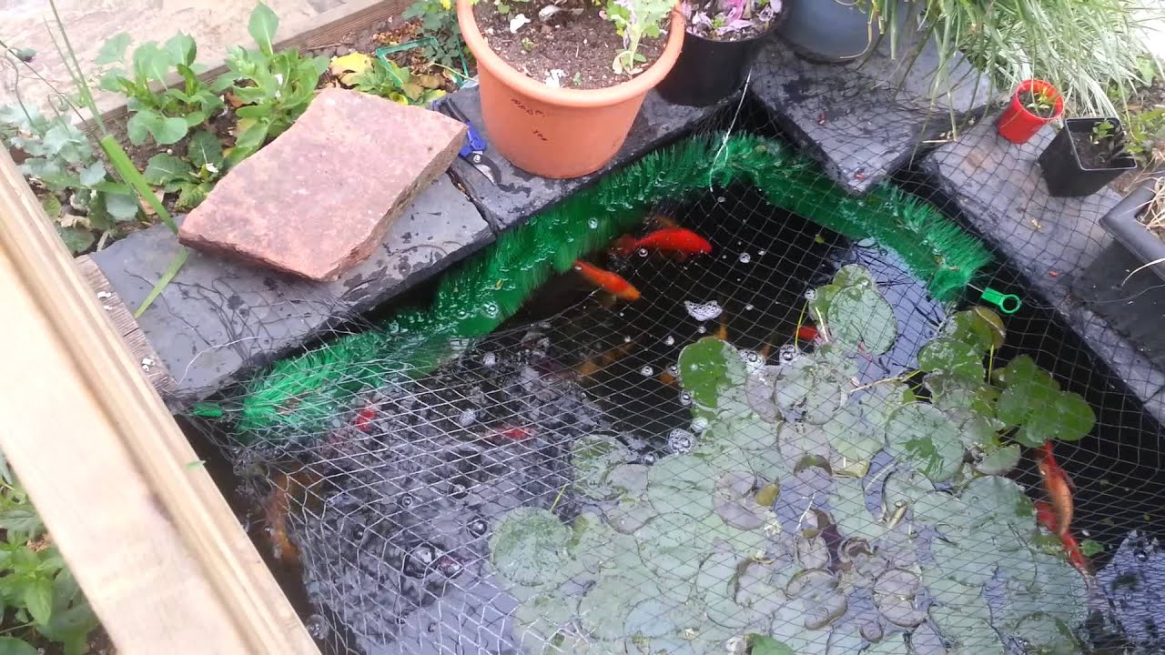 Koi breeding - YouTube