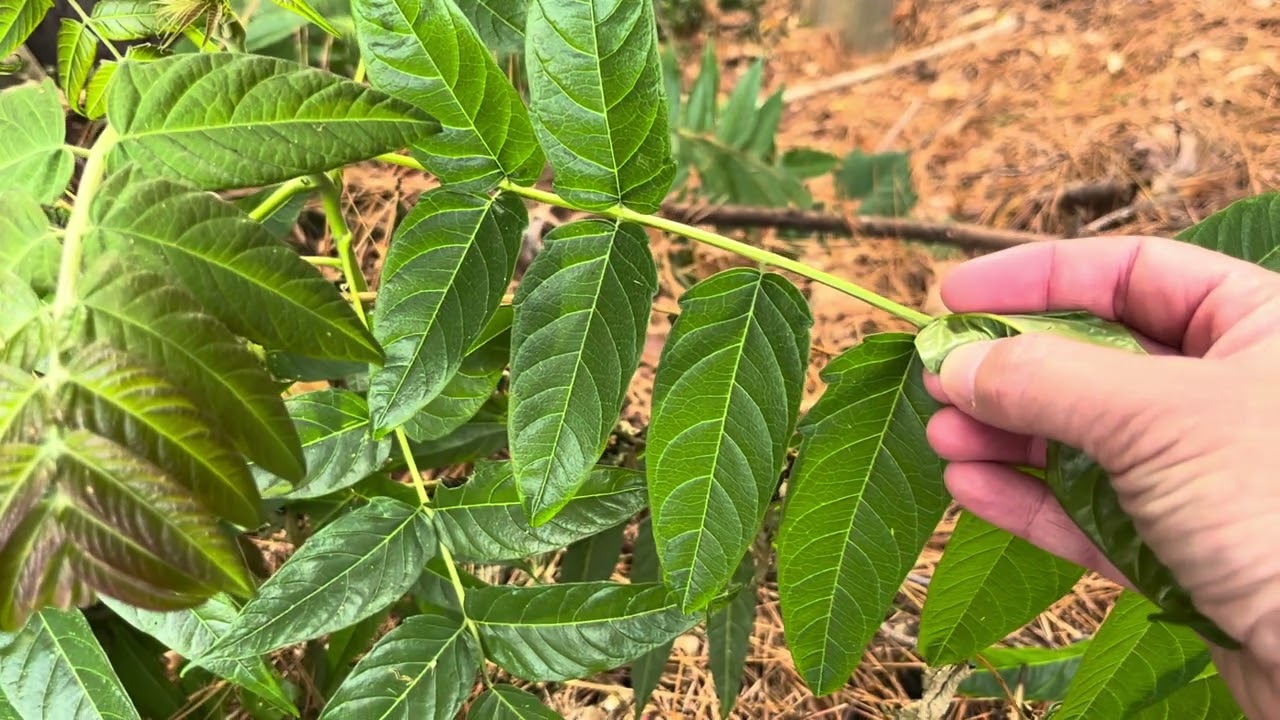 Ailanthus altissima (tree-of-heaven)