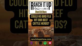 Could H5 Bird Flu Hit Our Beef Cattle Herds?