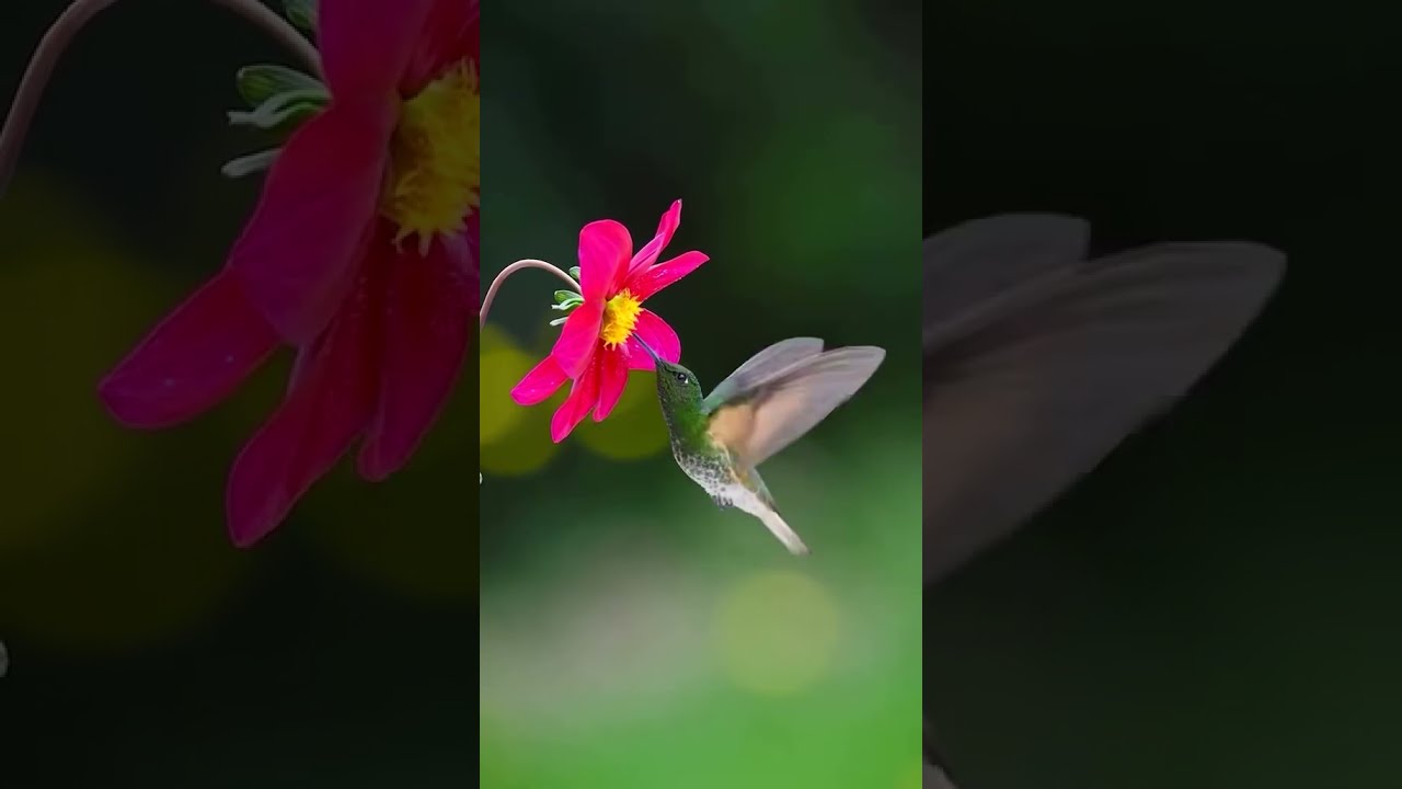 The sound of birds singing and the fragrance of flowers showcase natural beauty.  