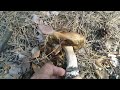 Первая попытка посетить лес этим летом.