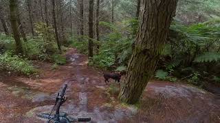 GoPro ; Downhill Mountain Bike Vs Dog