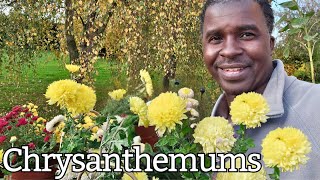 Chrysanthemums:  Complete Fall Mums Bloom Care Guide  (How to Grow)