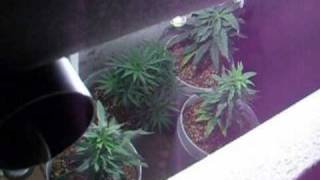 Stealth TV Grow