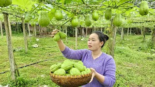 Harvesting Chayote Go to the market to sell & Cook steamed Chicken with Pumpkin | Animal care