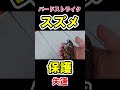 【モフモフ】スズメを保護した件。 Protected sparrow. #スズメ #野鳥 #保護 #阪急