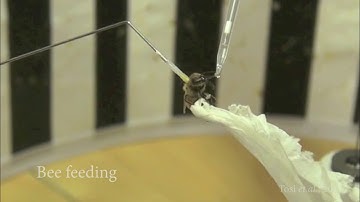 Assessing honey bee flight ability: flying and feeding on a flight mill