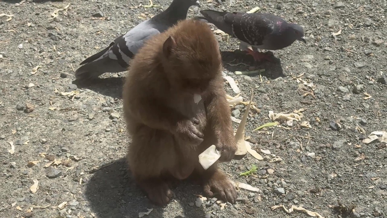 番外編 大根を食べる子ザルさん【番外編】【波勝崎モンキーベイ】ニホンザル