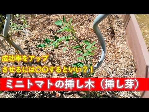 家庭菜園 初心者がミニトマトの挿し木 挿し芽 に挑戦する時のポイント Youtube