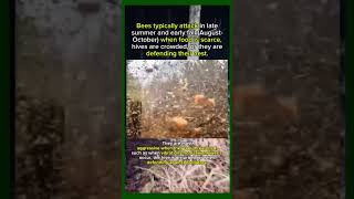 How To Survive A Swarm Of Bees #killerbees #dead #bug #wildlife