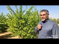 كيفيه عمل مشروع اشجار حمضيات في مزرعه ابو سفيان