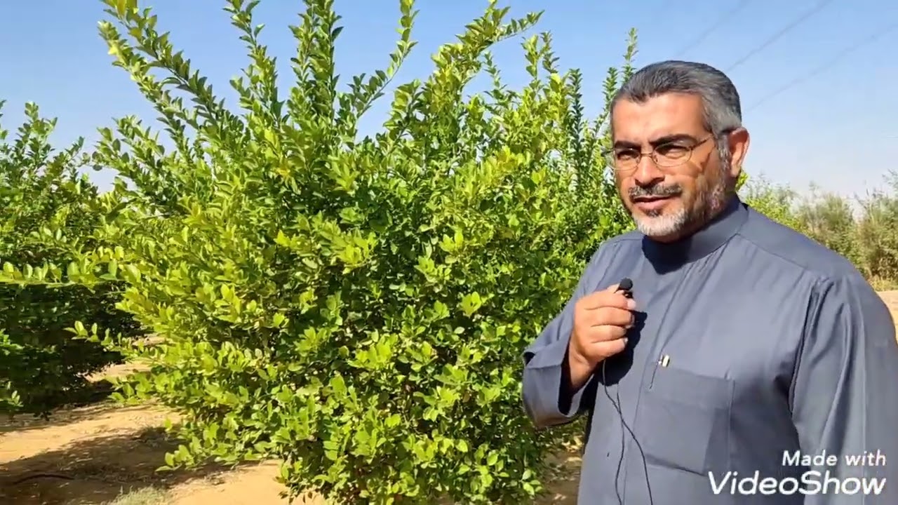 كيفيه عمل مشروع اشجار حمضيات في مزرعه ابو سفيان