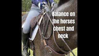 CC3 in 1 Training Breastplate by Correct Connect