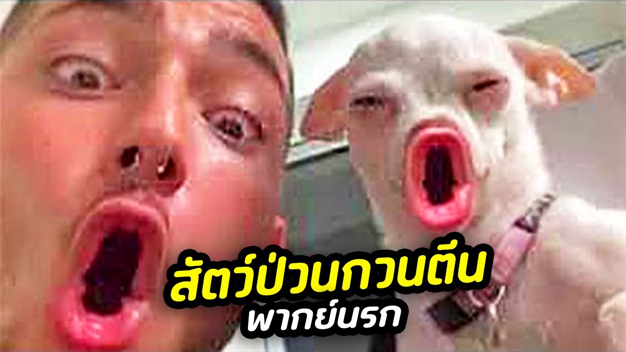 อย่าให้มันพูดได้ รวมสัตว์ป่วนกวนตรีน 1-5 [พากย์นรก] #ss3