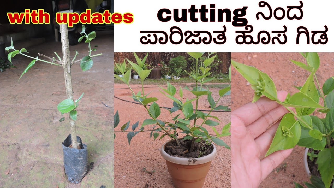how to propagate parijat from cutting cutting ನಿಂದ ಪಾರಿಜಾತ ಗಿಡ