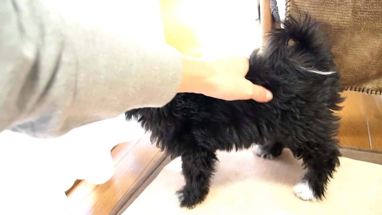 パピプー 生後３ヶ月 Youtube