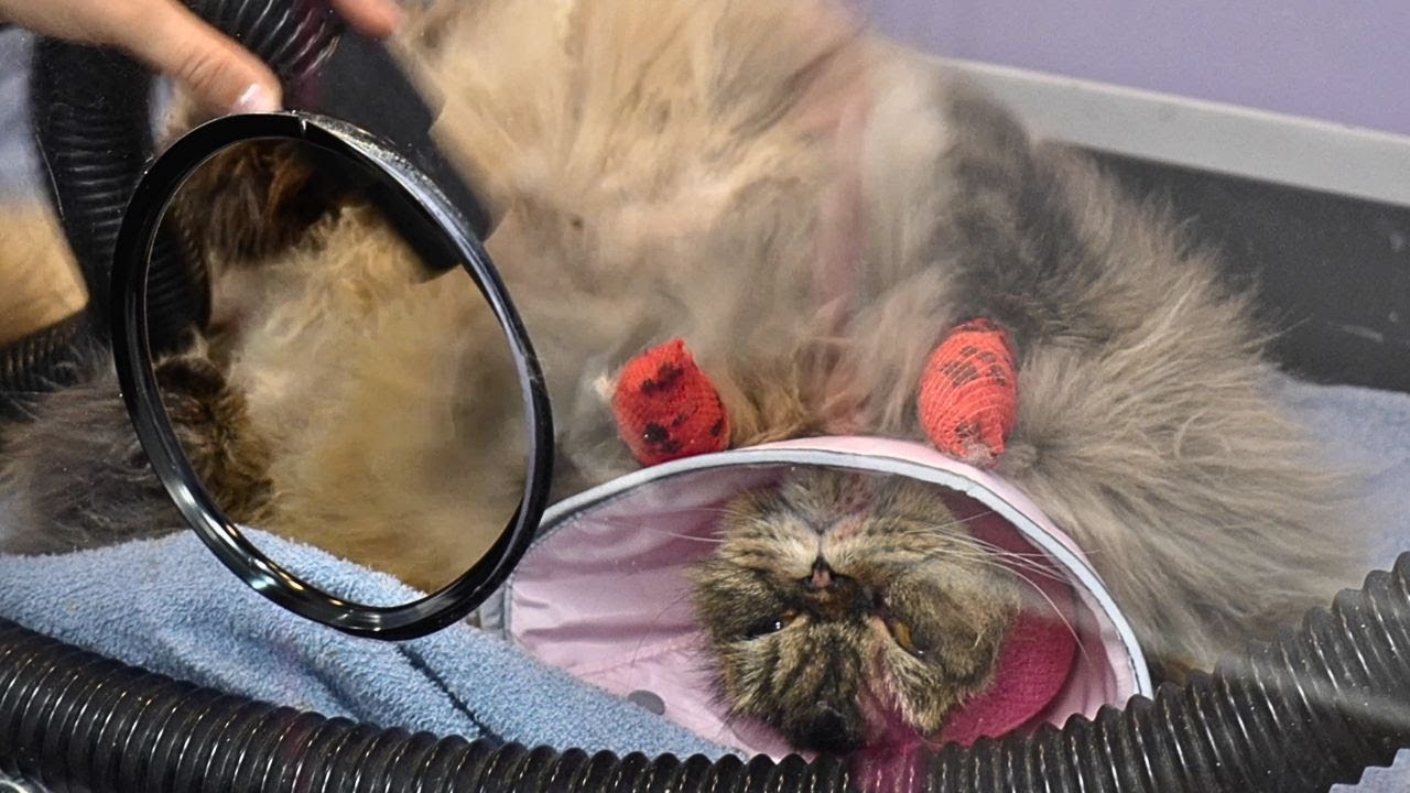 Easily the Funniest Cat I've Ever Groomed 😂