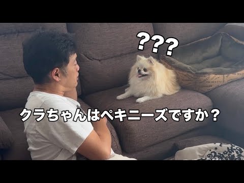 違う犬種を言った時のポメラニアンの反応が可愛すぎた