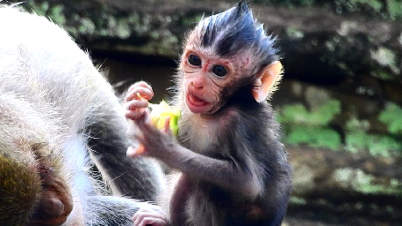 Oh mygod !! What happen on face baby? million pity on newborn Daniela, Behind scene dolly fight