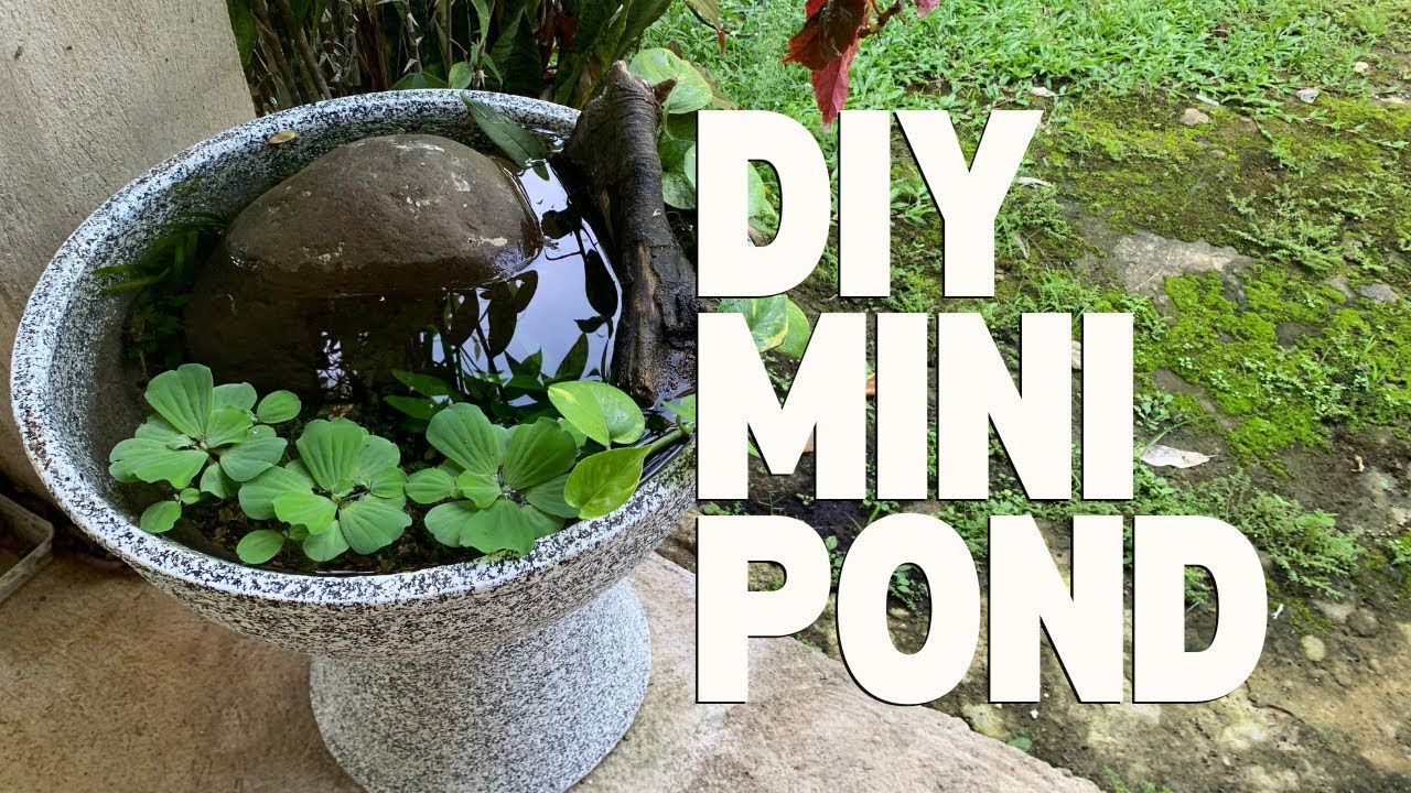 DIY Mini Pond in a Pot for Guppies