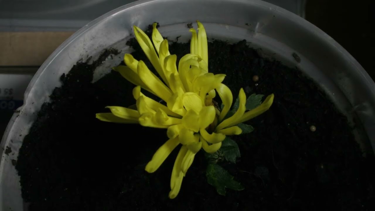 Time Lapse Video of Bloom of Chrysanthemum (菊花) Flower