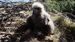 Tiny white-tailed eagle chick season 2023.