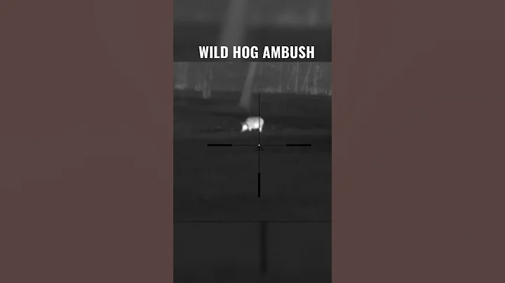 Wild Hogs SURROUND Girl and She Shoots Her Way Out...