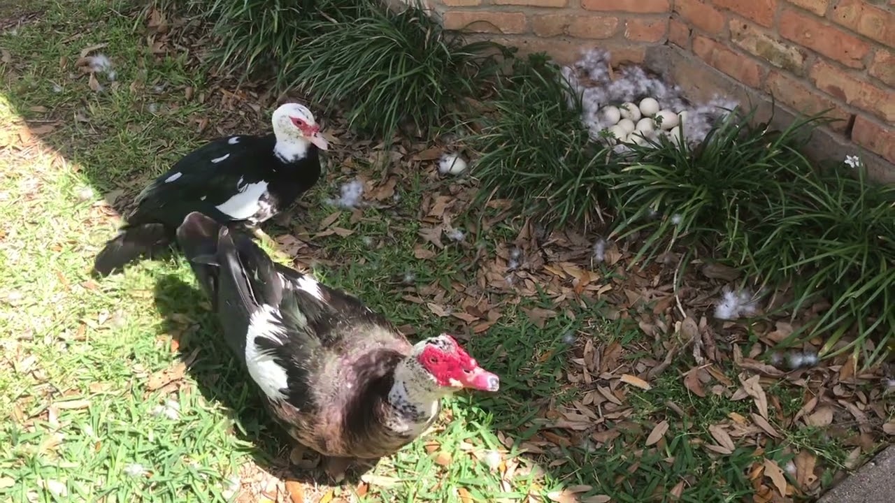 Muscovy Duck Nest 🦆Ducks Return for 3rd Year!!!