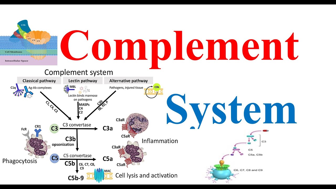 Complement System - YouTube