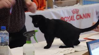 BCCNZ Cat  Show 2021 - West Melton.  Bahati Georgio Armani (Imp Aus) by Burmese Cat Club of New Zealand 75 views 2 years ago 1 minute, 41 seconds